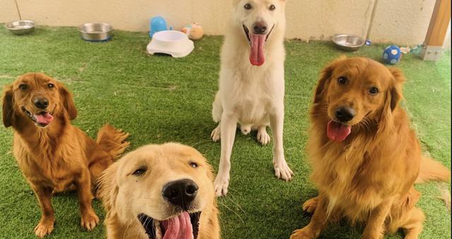 Paws to Heart - Pet bordeing and Daycare - Dubai