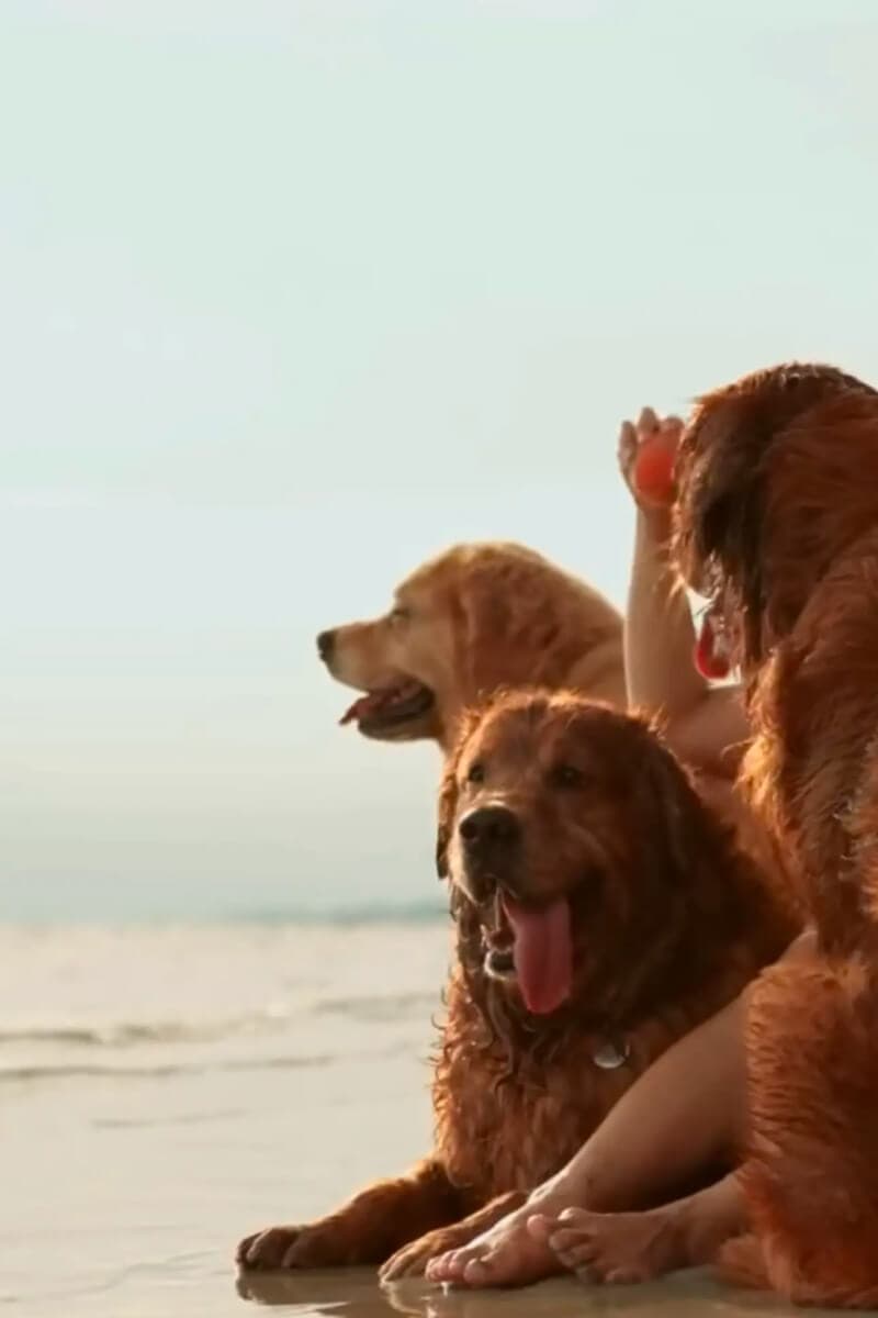 Paws to Heart - Pet bordeing and Daycare - Dubai