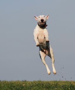 Paws to Heart - Pet bordeing and Daycare - Dubai