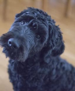 Paws to Heart - Pet bordeing and Daycare - Dubai