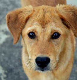 Paws to Heart - Pet bordeing and Daycare - Dubai