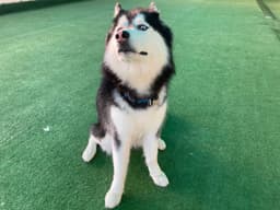 Paws to Heart - Pet bordeing and Daycare - Dubai