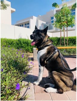 Paws to Heart - Mr Blue - Mr Blue