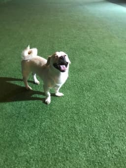 Paws to Heart - Fino - Fino