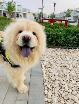 Paws to Heart - Kenzo - Kenzo