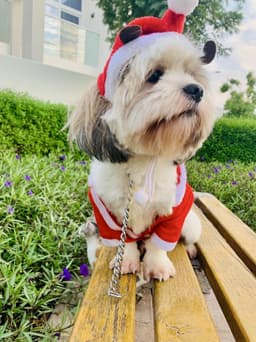 Paws to Heart - Mr Benji - Mr Benji