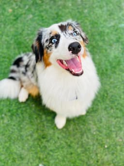 Paws to Heart - Lezlo - Lezlo